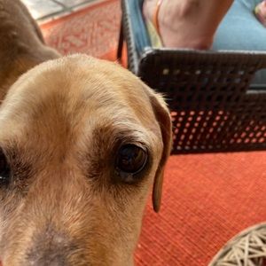 Meet your Posher, Lindsay